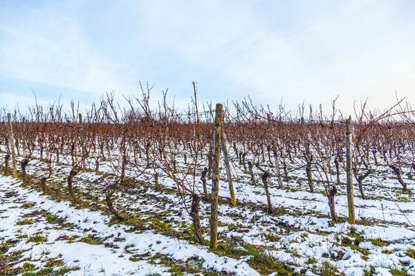 Vinice v zimě — Stock fotografie