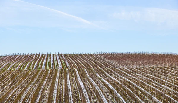 Vinhedo no inverno — Fotografia de Stock