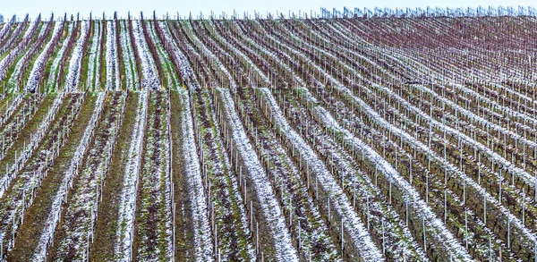 Wijngaard in de winter — Stockfoto