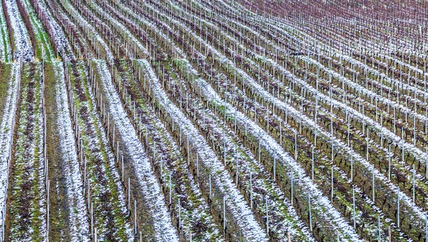 Viñedo en invierno — Foto de Stock