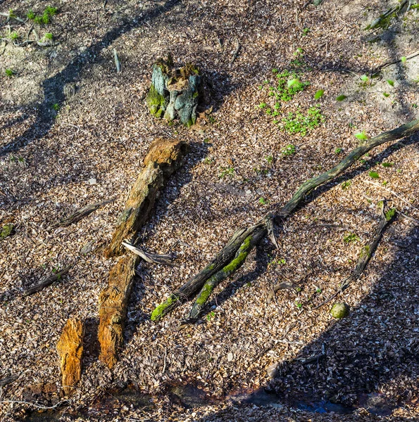 Belas árvores na floresta — Fotografia de Stock