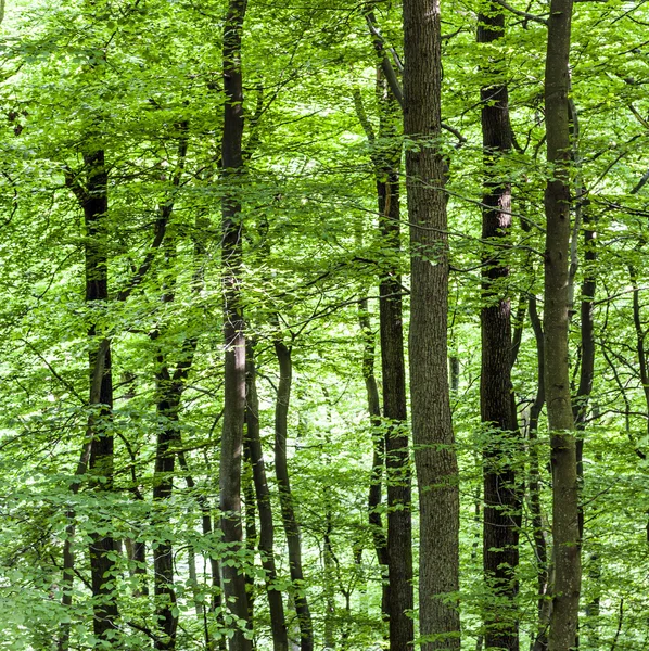 Mönster av träd i skogen — Stockfoto