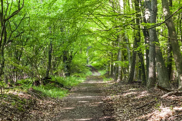 Strada attraverso la foresta verde — Foto Stock