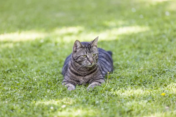 Cute cat relaxes in the garden — Stock Photo, Image