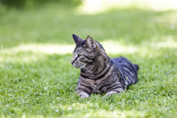 Şirin kedi bahçede rahatlıyor. — Stok fotoğraf