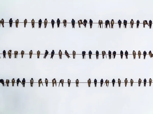 Many pigeons on an electric wires. Doves sitting on a power line — Stock Photo, Image