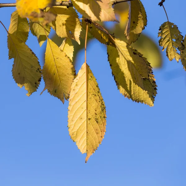 Autumn leaves, very shallow focus — Stock Photo, Image