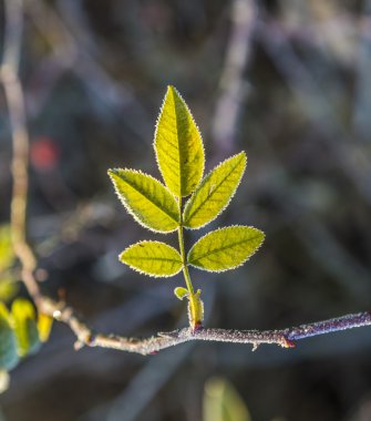 Teksas otoyol köprüsünde üye Toll road