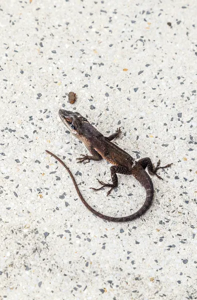 Salamandra común arrastrándose por el suelo — Foto de Stock