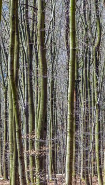 üst üste büyüyen ağaçlar ile sonbahar orman