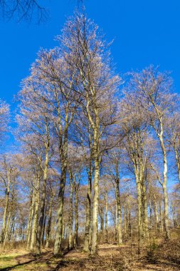 ormanda güzel ağaçlar