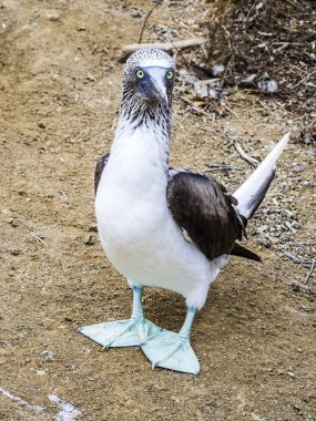 galapagos Adası, Kuzey seymo, Mavi ayaklı bubi, yakın çekim