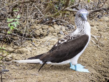 galapagos Adası, Kuzey seymo, Mavi ayaklı bubi, yakın çekim