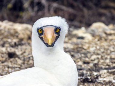 Close up of  masked Boobie at Galapagos island of North Seymour  clipart