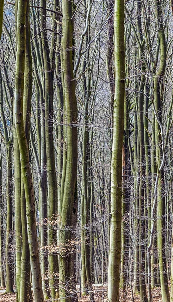 Осінній ліс з деревами, що ростуть поспіль — стокове фото