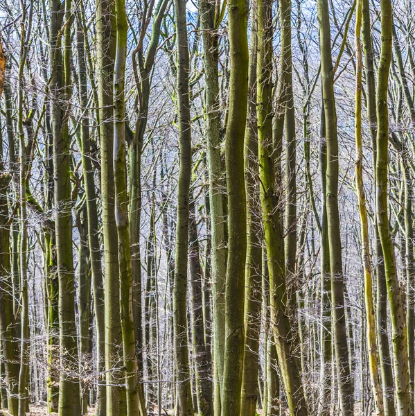 Осінній ліс з деревами, що ростуть поспіль — стокове фото