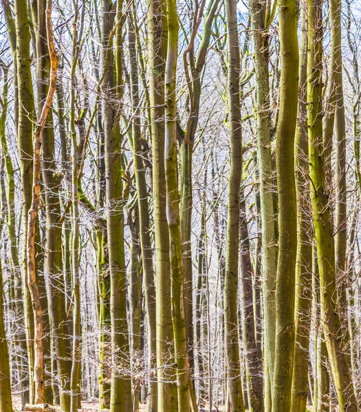 Bosque otoñal con árboles en hilera —  Fotos de Stock