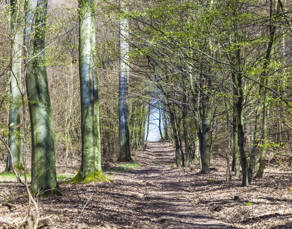 森の中の美しい木 — ストック写真