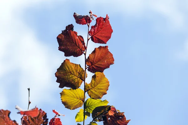 Foco em folhas vermelhas brilhantes e céu azul claro — Fotografia de Stock