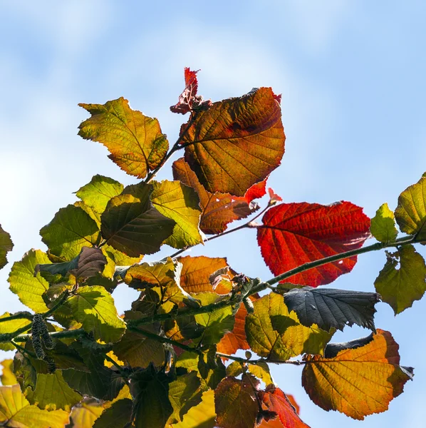 Fokus på ljusa röda blad och klart blå himmel — Stockfoto