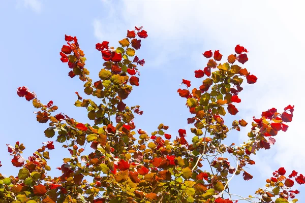 Parlak kırmızı yaprakları ve mavi gökyüzü temizleyin — Stok fotoğraf