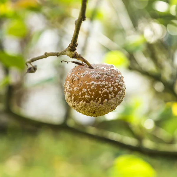 Pomme moldet pend à l'arbre — Photo