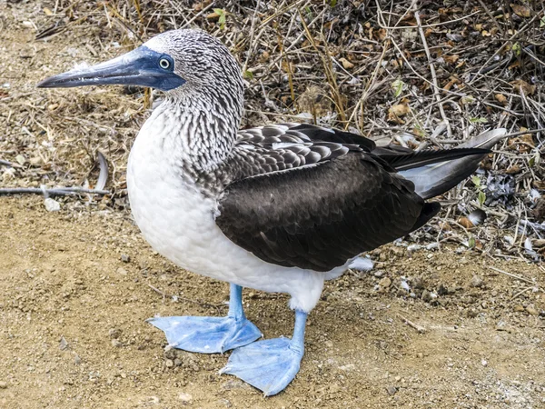 Primer plano de booby de patas azules en la isla de Seymo Norte en Galápagos — Foto de Stock