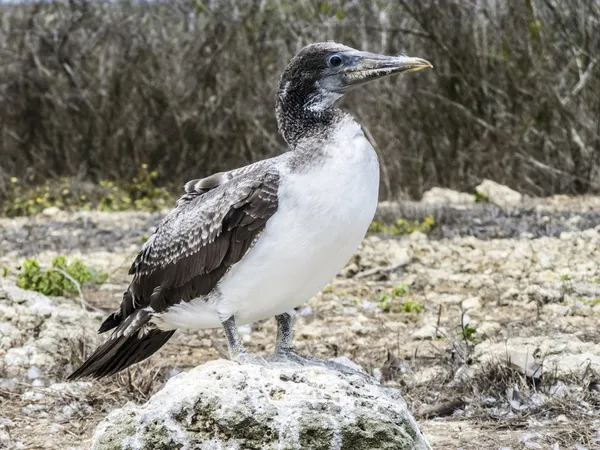 Közelről a maszkolt boobie a galapagos sziget északi seymour — Stock Fotó