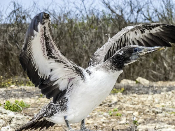 Közelről a maszkolt boobie a galapagos sziget északi seymour — Stock Fotó