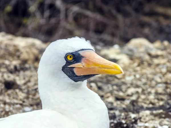 Közelről a maszkolt boobie a galapagos sziget északi seymour — Stock Fotó