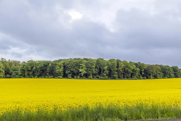 Campo amarillo de colza oleaginosa bajo el cielo azul con sol —  Fotos de Stock