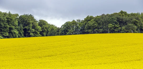 Campo amarillo de colza oleaginosa bajo el cielo azul con sol —  Fotos de Stock