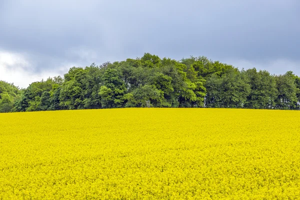 Желтое поле рапса под голубым небом с солнцем — стоковое фото