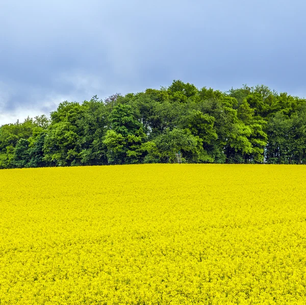 Желтое поле рапса под голубым небом с солнцем — стоковое фото