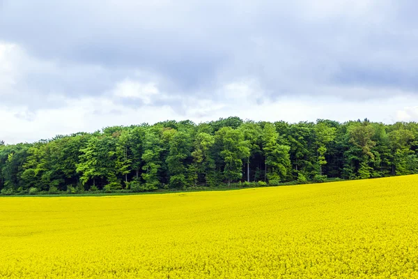Campo amarillo de colza oleaginosa bajo el cielo azul con sol —  Fotos de Stock