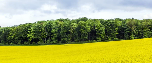 Campo amarillo de colza oleaginosa bajo el cielo azul con sol —  Fotos de Stock