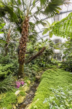 Palms palmengarten içinde 