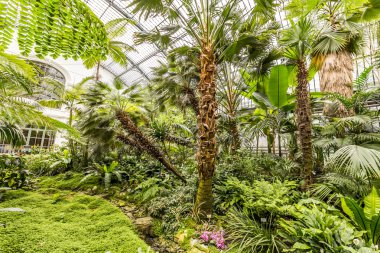 Palms palmengarten içinde 