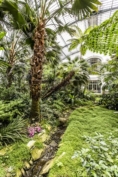 Palms inside the palmengarten — Stock Photo, Image