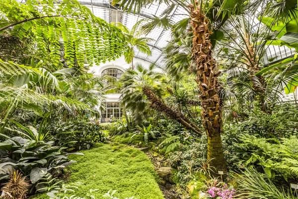 Palms inside the palmengarten — Stock Photo, Image