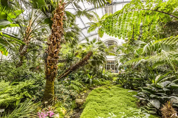 Palms inside the palmengarten — Stock Photo, Image