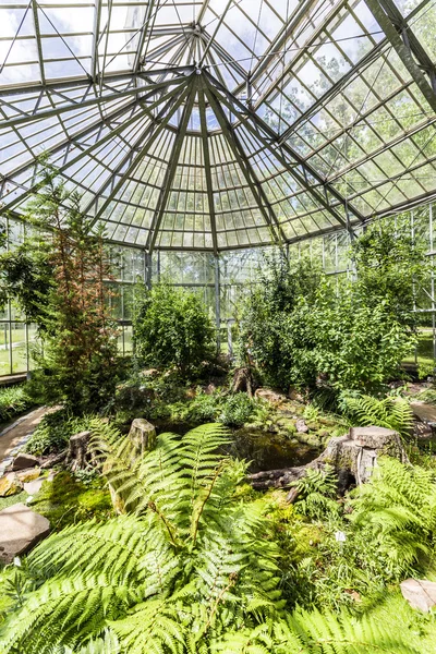 Palms inside the palmengarten — Stock Photo, Image