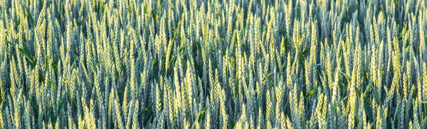 Field of corn for the harvest — Stock Photo, Image