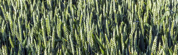 Gebied van maïs voor de oogst — Stockfoto