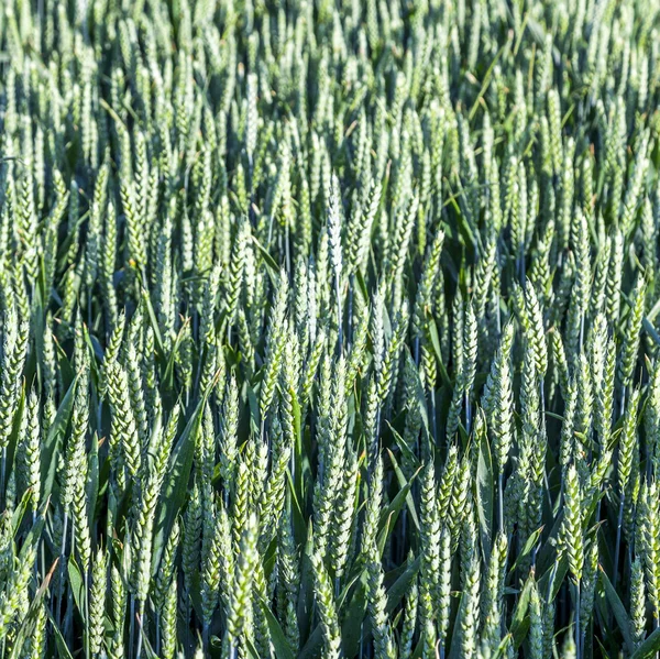Maisfeld für die Ernte — Stockfoto