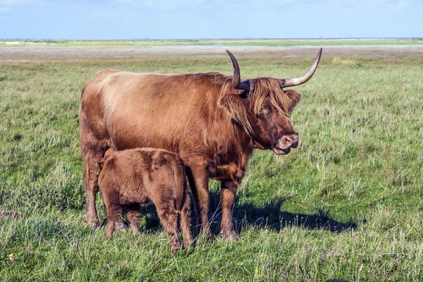 Bovins Galloway debout dans la prairie — Photo