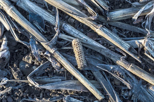 Kukuřice indická po sklizni na poli — Stock fotografie