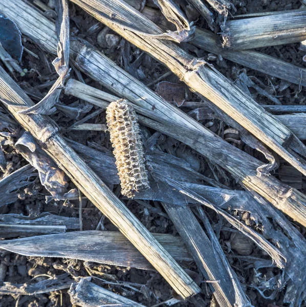 Indian corn after harvest at the field — Stock Photo, Image