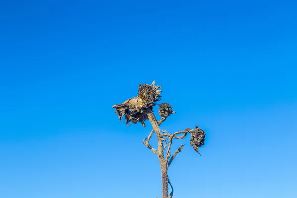 青い空の下でアザミ — ストック写真