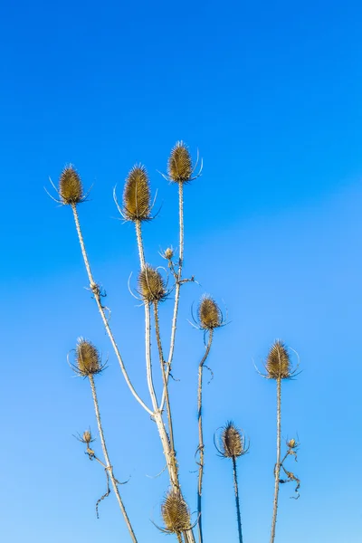 Thistle under blå himmel — Stockfoto